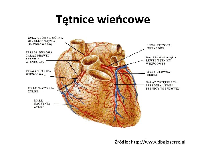 Tętnice wieńcowe Źródło: http: //www. dbajoserce. pl 