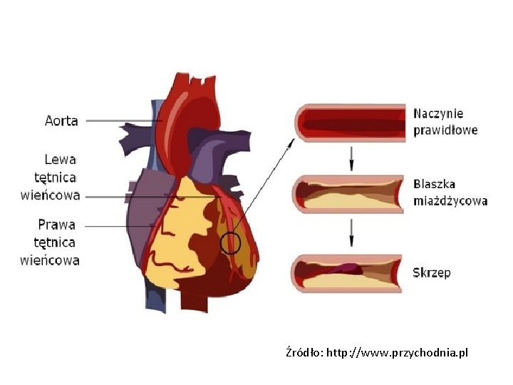 Źródło: http: //www. przychodnia. pl 