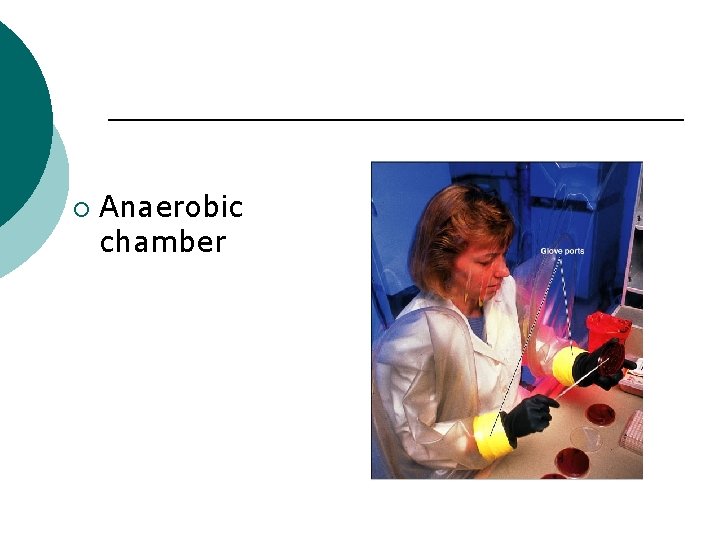 ¡ Anaerobic chamber 