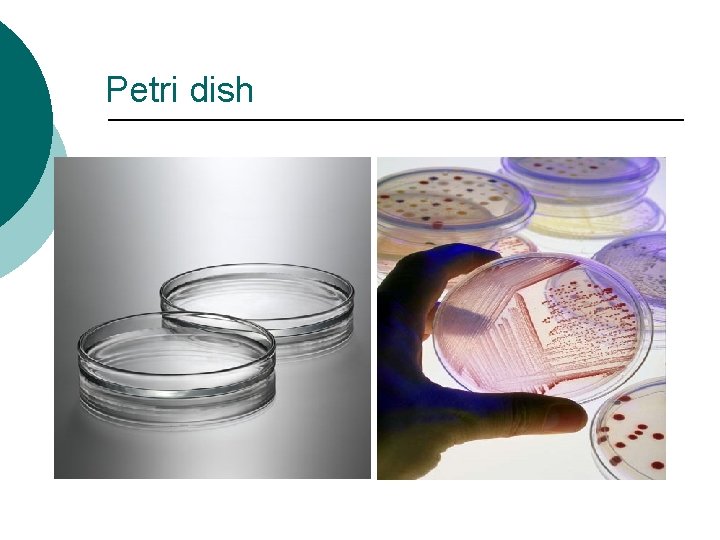 Petri dish 