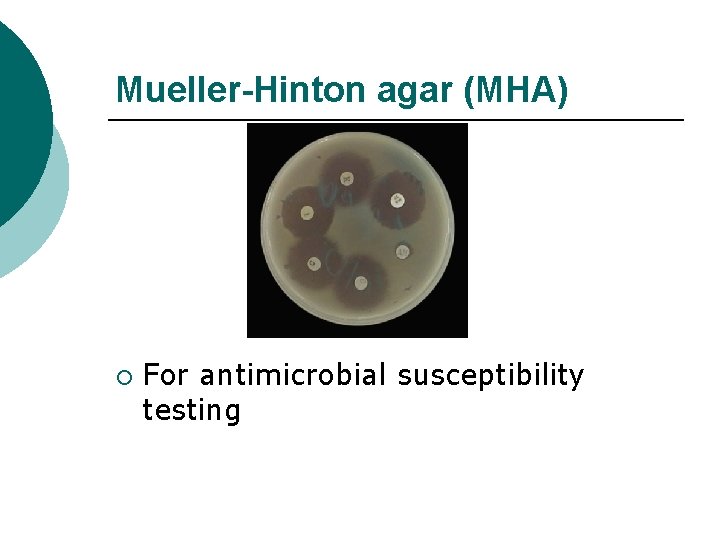 Mueller-Hinton agar (MHA) ¡ For antimicrobial susceptibility testing 