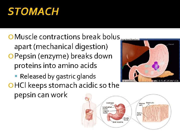 STOMACH Muscle contractions break bolus apart (mechanical digestion) Pepsin (enzyme) breaks down proteins into