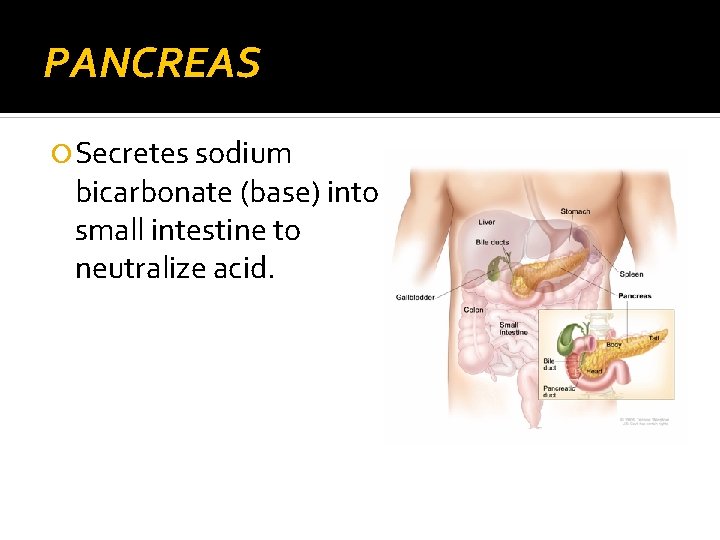 PANCREAS Secretes sodium bicarbonate (base) into small intestine to neutralize acid. 