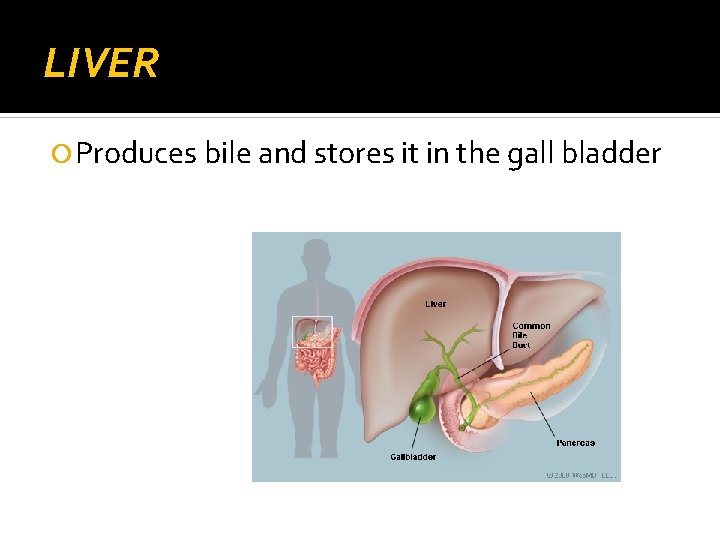 LIVER Produces bile and stores it in the gall bladder 