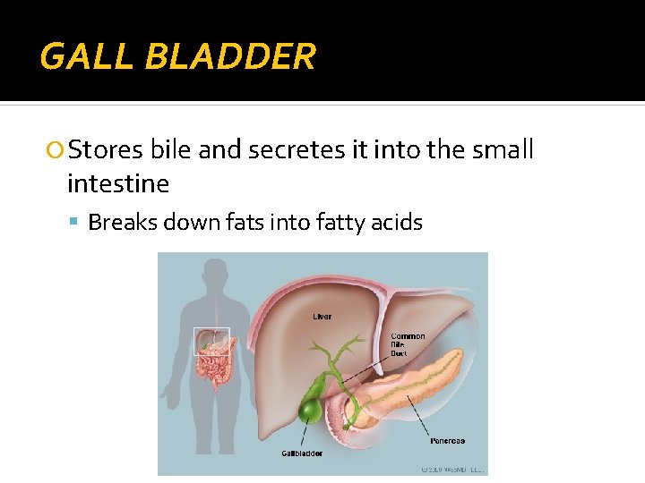 GALL BLADDER Stores bile and secretes it into the small intestine Breaks down fats