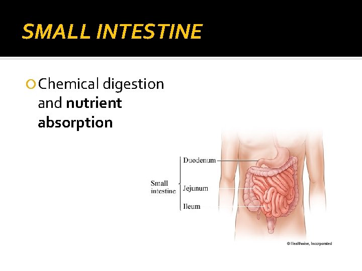SMALL INTESTINE Chemical digestion and nutrient absorption 
