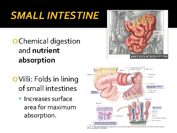 SMALL INTESTINE Chemical digestion and nutrient absorption Villi: Folds in lining of small intestines