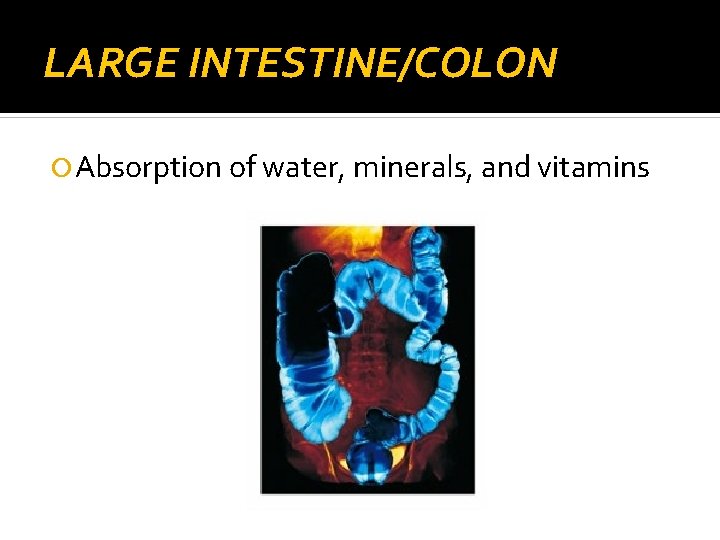 LARGE INTESTINE/COLON Absorption of water, minerals, and vitamins 