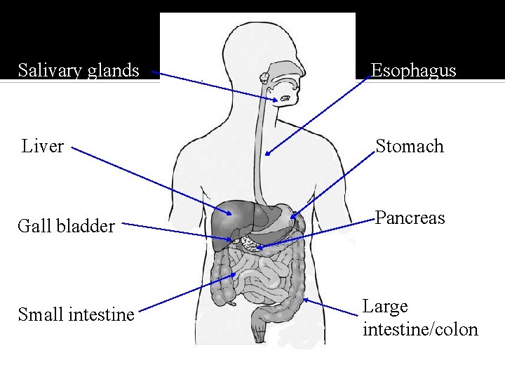 Salivary glands Esophagus Liver Stomach Gall bladder Pancreas Small intestine Large intestine/colon 