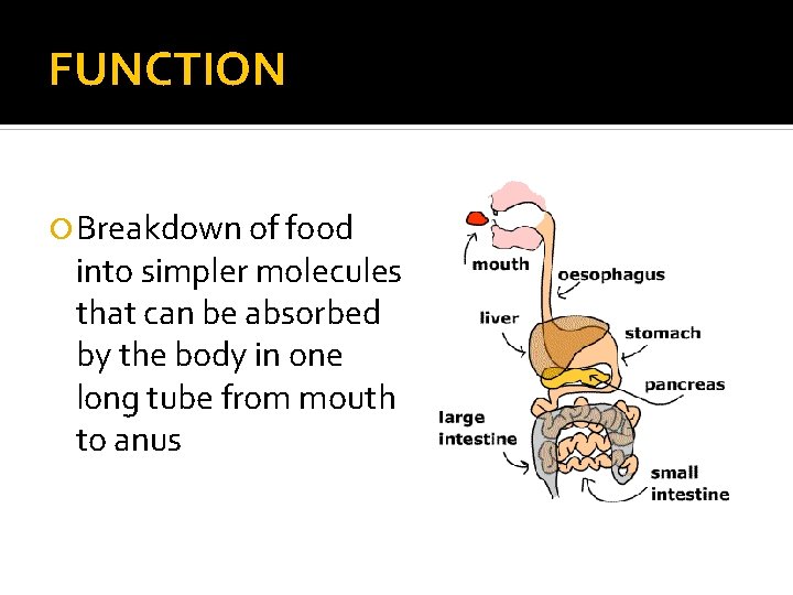 FUNCTION Breakdown of food into simpler molecules that can be absorbed by the body