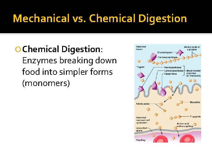 Mechanical vs. Chemical Digestion: Enzymes breaking down food into simpler forms (monomers) 