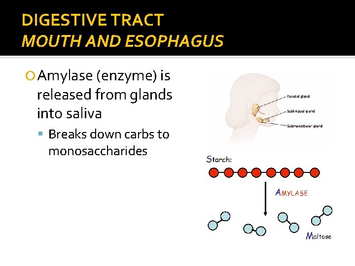 DIGESTIVE TRACT MOUTH AND ESOPHAGUS Amylase (enzyme) is released from glands into saliva Breaks