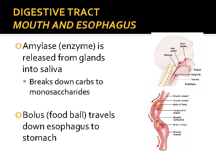 DIGESTIVE TRACT MOUTH AND ESOPHAGUS Amylase (enzyme) is released from glands into saliva Breaks