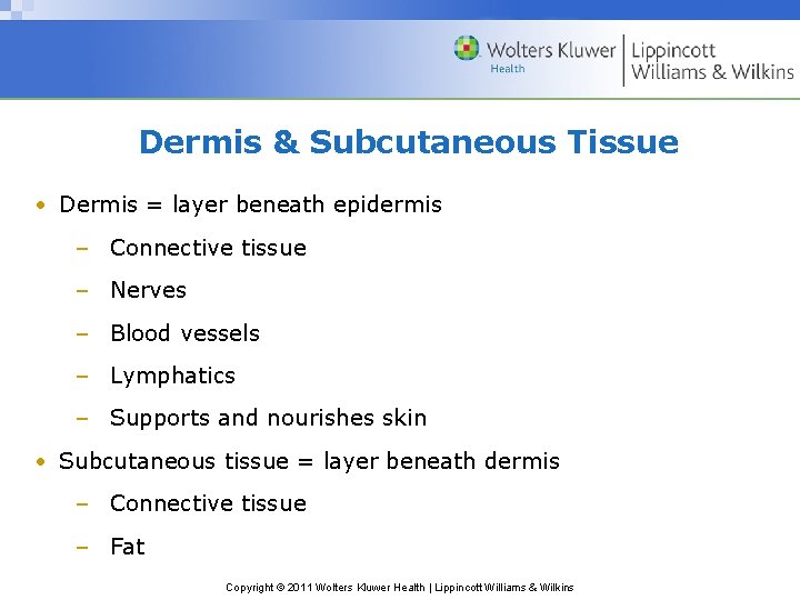 Dermis & Subcutaneous Tissue • Dermis = layer beneath epidermis – Connective tissue –