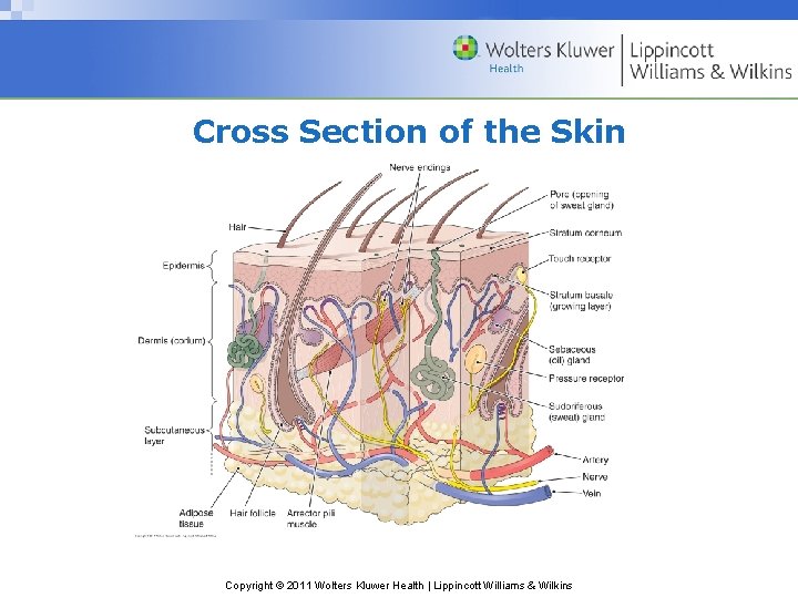 Cross Section of the Skin Copyright © 2011 Wolters Kluwer Health | Lippincott Williams