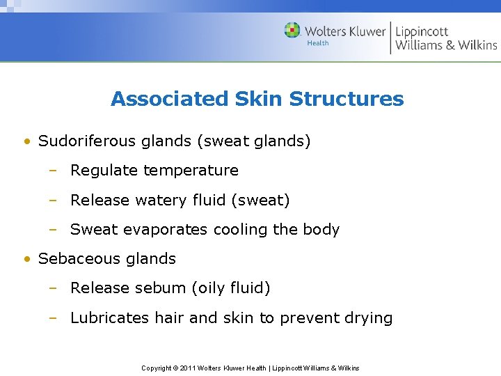 Associated Skin Structures • Sudoriferous glands (sweat glands) – Regulate temperature – Release watery