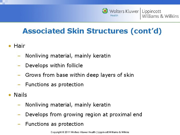 Associated Skin Structures (cont’d) • Hair – Nonliving material, mainly keratin – Develops within