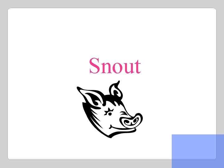 Snout 