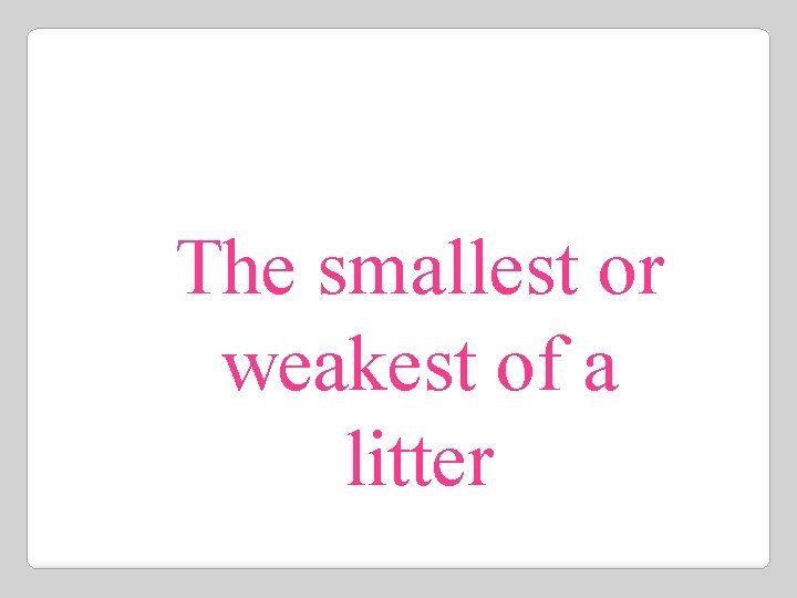 The smallest or weakest of a litter 