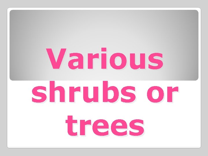 Various shrubs or trees 