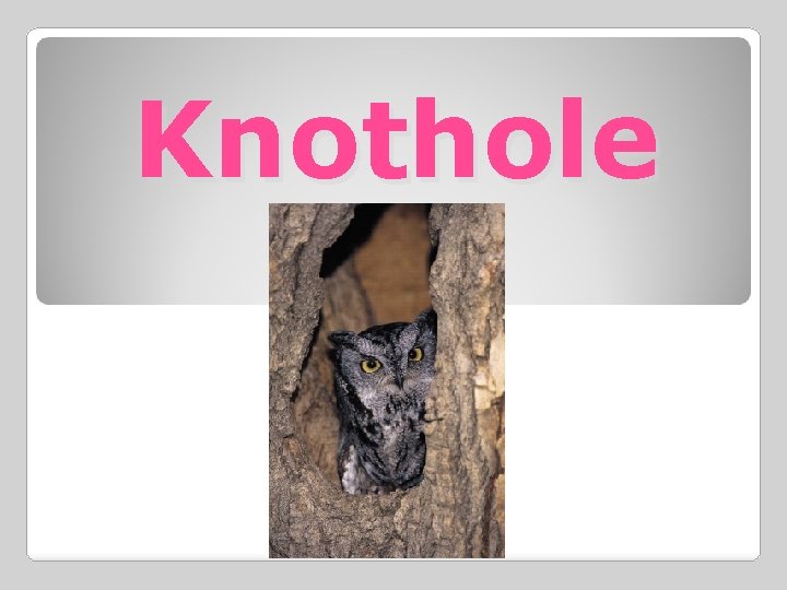 Knothole 