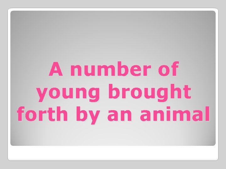 A number of young brought forth by an animal 