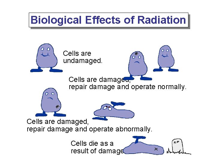 Biological Effects of Radiation Cells are undamaged. Cells are damaged, repair damage and operate