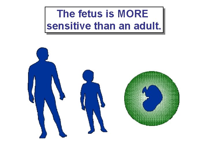 The fetus is. RW MORE I sensitive than an adult. 