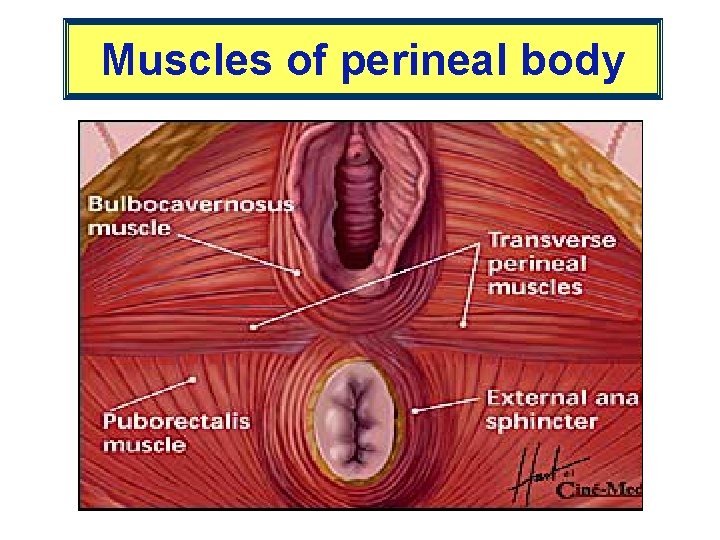 Muscles of perineal body 