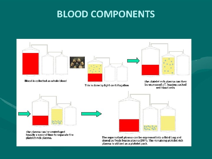 BLOOD COMPONENTS 