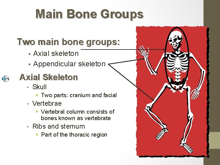 Main Bone Groups Two main bone groups: § § Axial skeleton Appendicular skeleton Axial