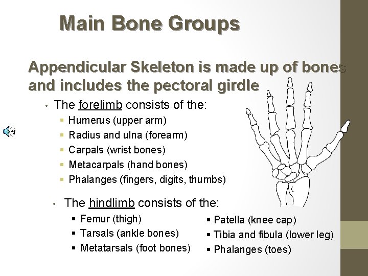 Main Bone Groups Appendicular Skeleton is made up of bones and includes the pectoral