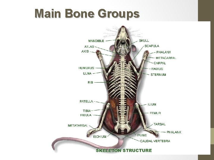 Main Bone Groups 