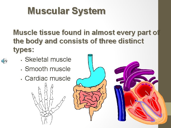 Muscular System Muscle tissue found in almost every part of the body and consists