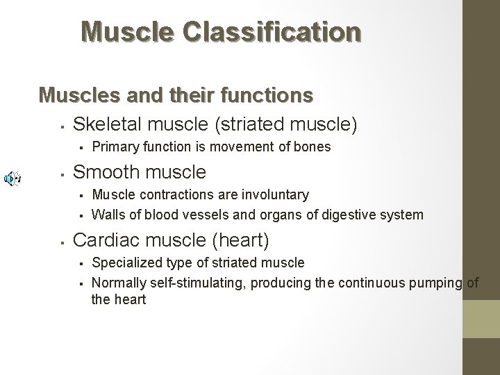 Muscle Classification Muscles and their functions § Skeletal muscle (striated muscle) § § Smooth