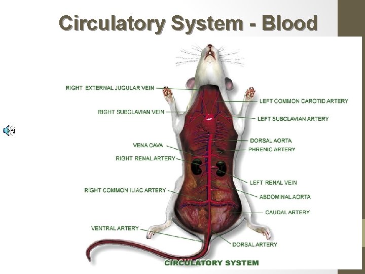Circulatory System - Blood 