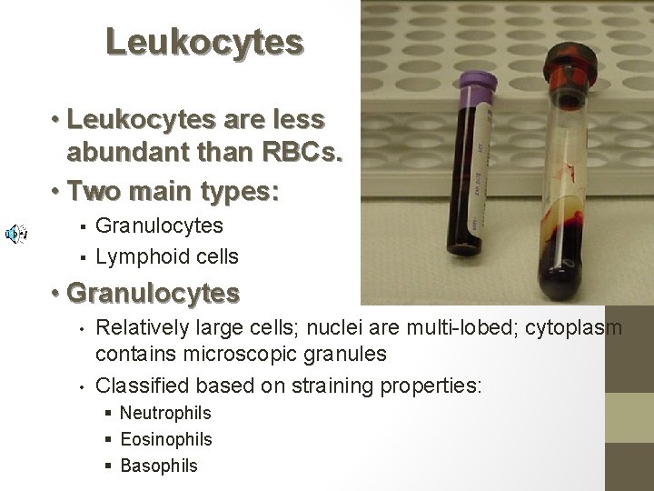 Leukocytes • Leukocytes are less abundant than RBCs. • Two main types: § §