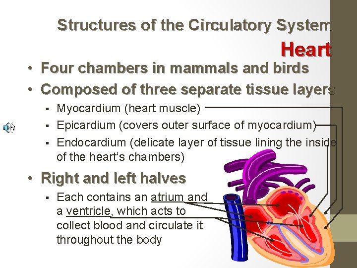 Structures of the Circulatory System Heart • Four chambers in mammals and birds •