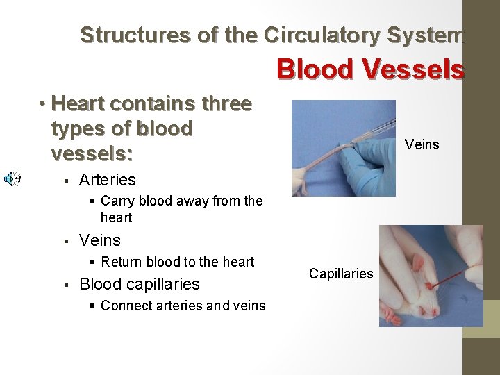 Structures of the Circulatory System Blood Vessels • Heart contains three types of blood