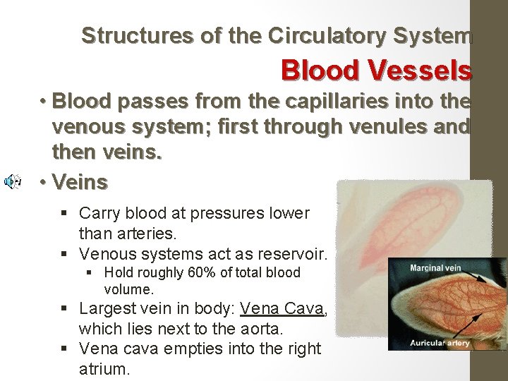 Structures of the Circulatory System Blood Vessels • Blood passes from the capillaries into