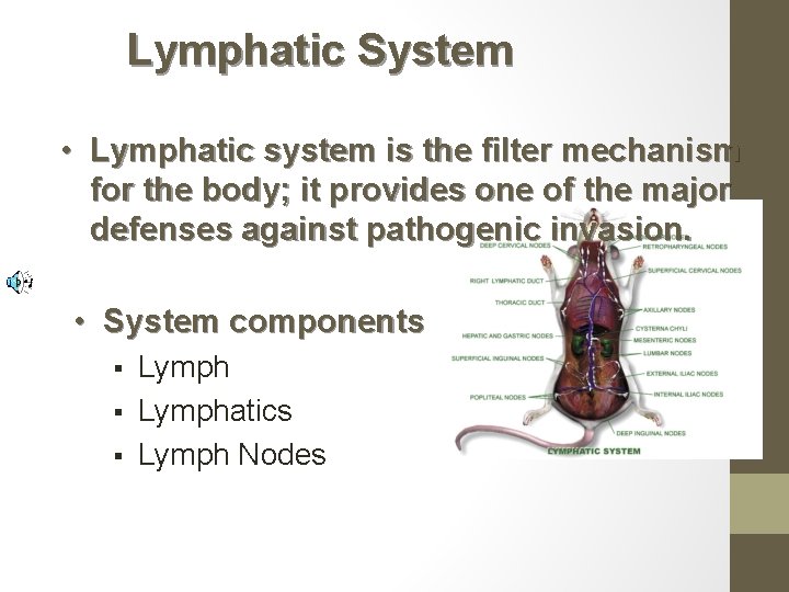 Lymphatic System • Lymphatic system is the filter mechanism for the body; it provides