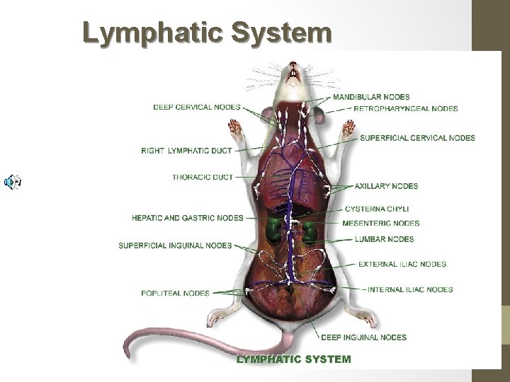 Lymphatic System 