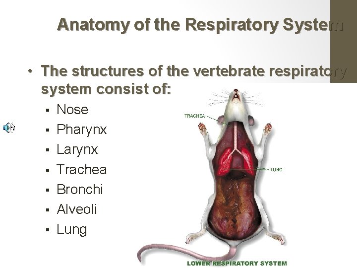 Anatomy of the Respiratory System • The structures of the vertebrate respiratory system consist
