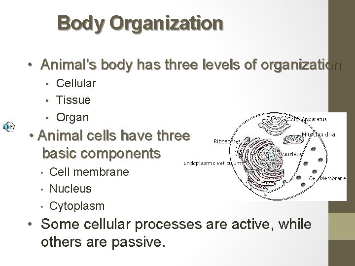 Body Organization • Animal’s body has three levels of organization § § § Cellular