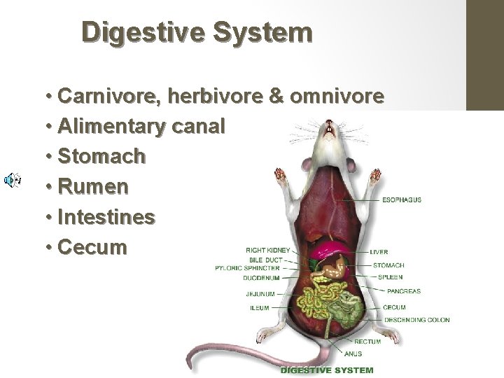 Digestive System • Carnivore, herbivore & omnivore • Alimentary canal • Stomach • Rumen