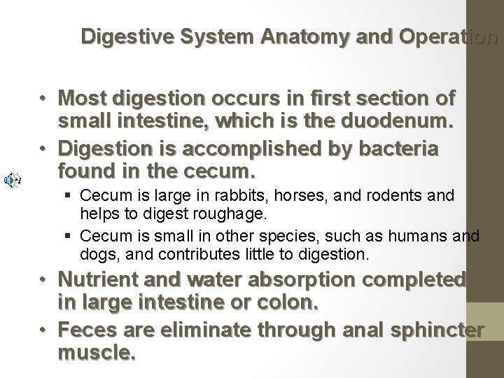Digestive System Anatomy and Operation • Most digestion occurs in first section of small