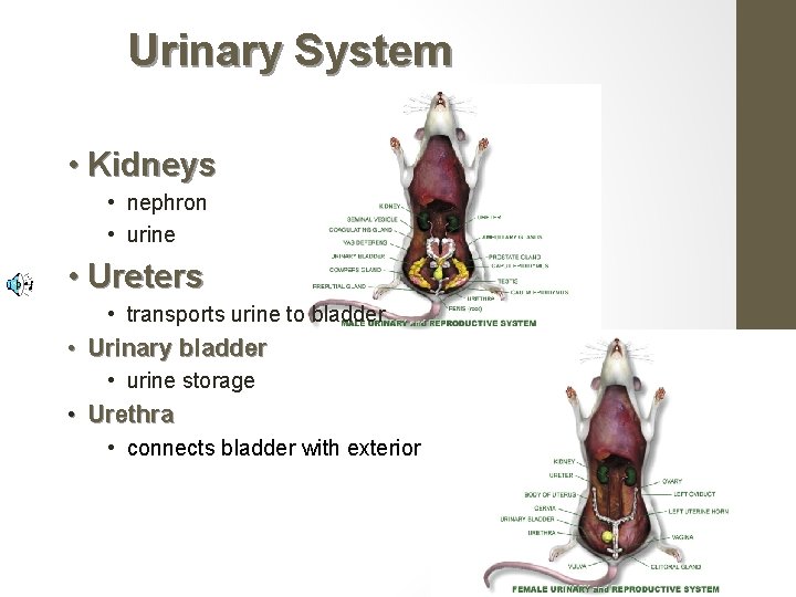 Urinary System • Kidneys • nephron • urine • Ureters • transports urine to