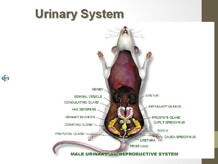 Urinary System 