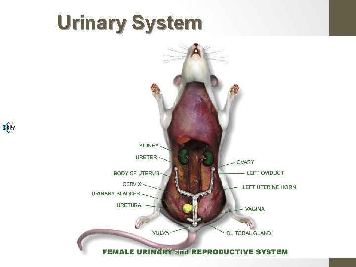 Urinary System 