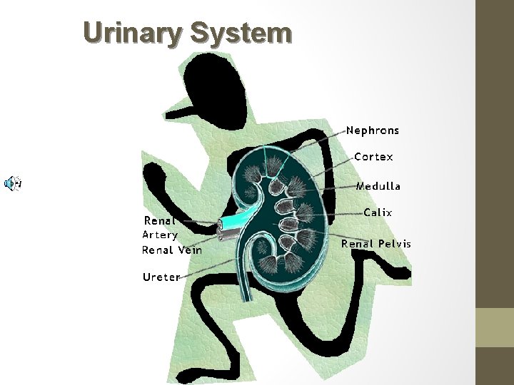 Urinary System 